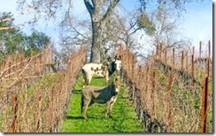 regenerative agriculture