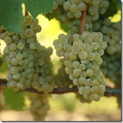 riesling grapes