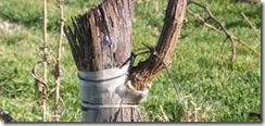 grafting vines