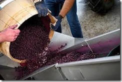 winemaking 3
