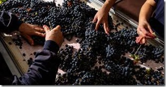 artisan winemaking 3