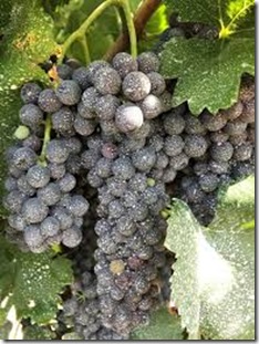heat stressed vines