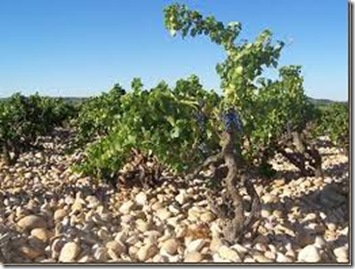 terroir