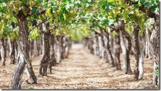 dry farming