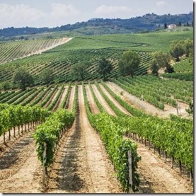 montepulciani d abruzzo